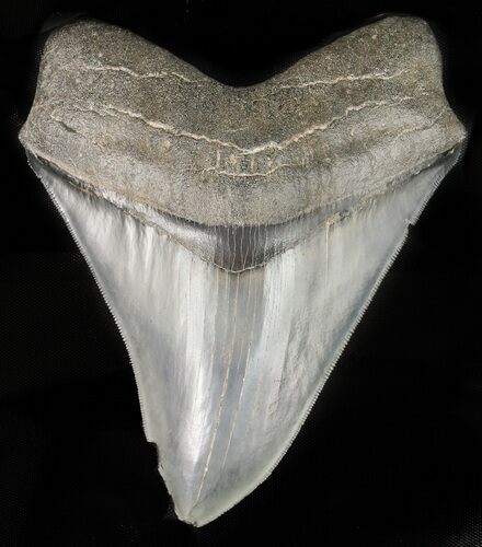 Sharply Serrated, Megalodon Tooth - Georgia #46607